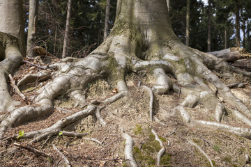 Obraz premium Korzenie drzew w ziemi Osnabrücker Korzenie drzew w Dolnej Saksonii w Niemczech