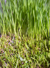 Wheat Green Sprouts, a Raw Food Diet, Growing
