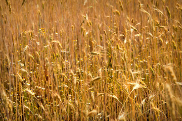 Spikes of wheat