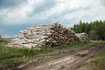 Trunks of trees cut and stacked in the foreground, green forest