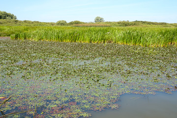 swamp on grasses surface