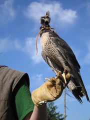 Flacon is ready for the hunt