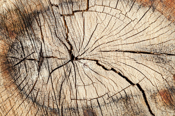 Fototapeta premium cut off the tree cracks and rings texture