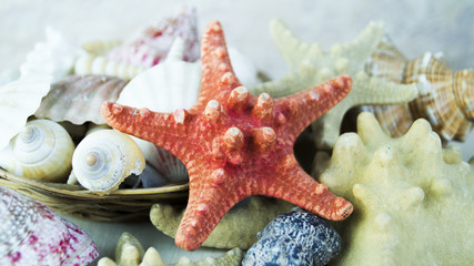 Starfish and seashells