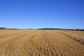 straw stubble field