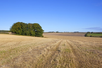 Fototapeta na wymiar small copse and wheat field
