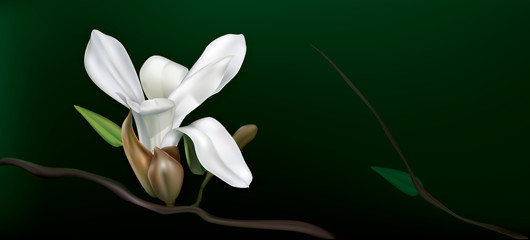 white magnolia on a black background