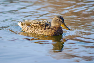 A female mallard duck floating on the pond.