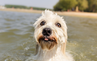 Portrait of cute dog in water - nose in focus