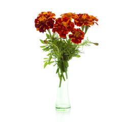 Obraz premium marigold