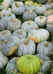 "Bleu de Hongrie" Bratk&uuml;rbis