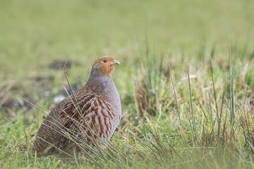 Grey partridge Perdix perdix sphagnetorum