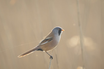 Early morning bird