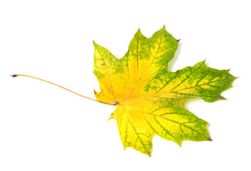 Yellowed multicolor autumn maple-leaf