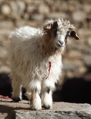 Pashmina goatling in the Himalayas - Ladakh 