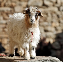 Pashmina goatling in the Himalayas - Ladakh 