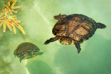 Fototapeta premium Couple of turtle