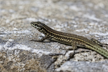 Padarcis tiliguerta, Tyrrhenian Wall Lizard on a wall in Corsica, France, Europe