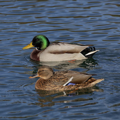 Anas platyrhynchos, Mallard, male duck at the top with female duck on a pond in Germany
