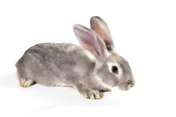Grey rabbit