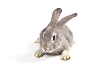 Grey rabbit
