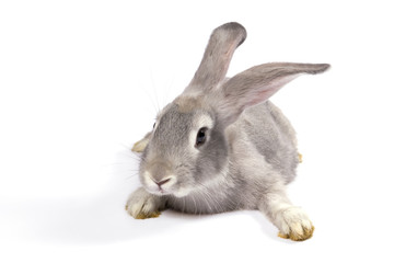 Obraz premium Grey rabbit