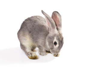 Obraz premium Grey rabbit