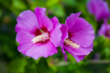 Two purple hollyhock flowers closeup