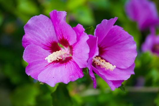 Fototapeta Two purple hollyhock flowers closeup