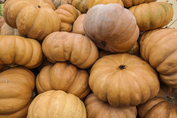 Orange pumpkins on the market