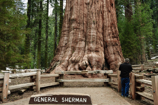 General Sherman Tree sequoia, Redwood national park, California