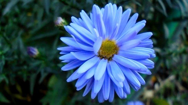 Blue aster - detail 