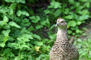 Female pheasant