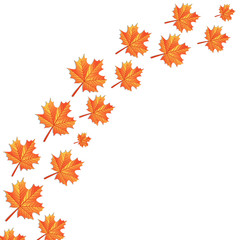 autumn maple leaves