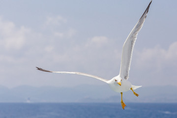 acrobat in the sky