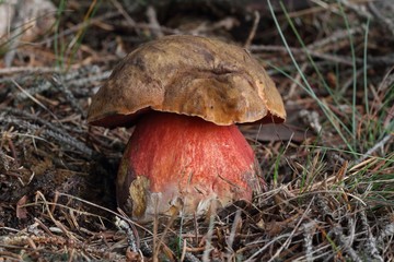 Mushroom Neoboletus luridiformis.