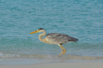 Héron cendré, Maldives