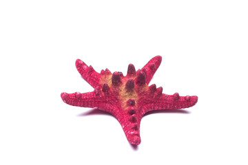 red Starfish