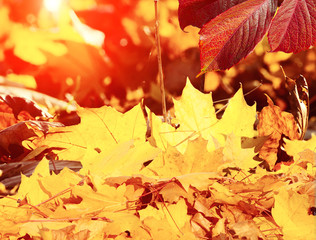 Big autumn oak and grass