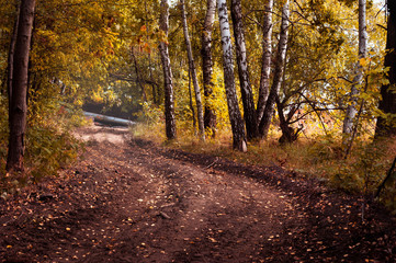 Autumn in the forest 2 fx - obrazy, fototapety, plakaty