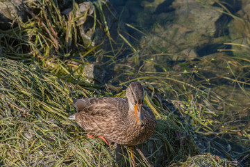 wildente im gras sitzend