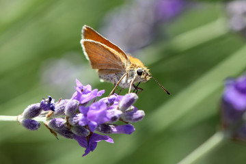 Hespérie