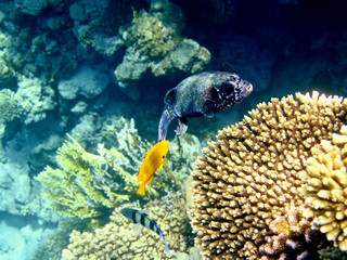 puffer fish and coral