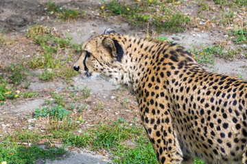 Cheetah (Acinonyx jubatus) © belizar