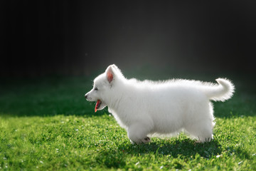 Fototapeta premium White Swiss Shepherds puppy