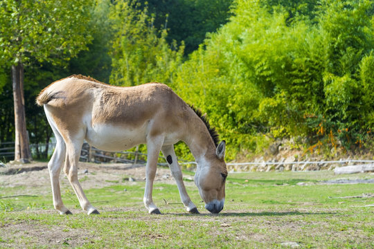 Turkmenian kulan