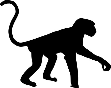 Monkey silhouette