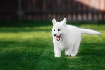White Swiss Shepherds puppy