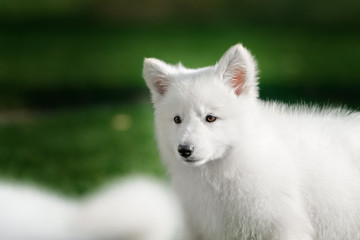 White Swiss Shepherds puppy