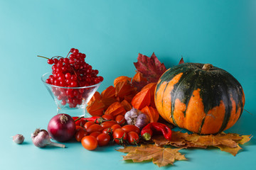 Colored pumpkin and viburnum on aquamarine shadowless background